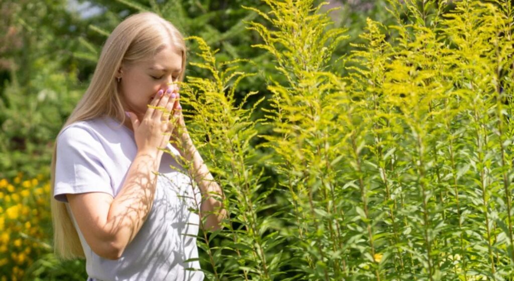 Allergia all’Ambrosia: Come Prevenire Sintomi e Fastidi